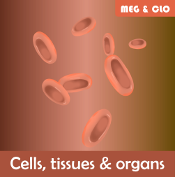 Cells, tissues and organs-Course img