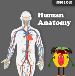 KS2-Human-Anatomy-Course-Img